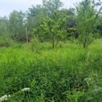 Green scenery of the orchard