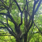 tree with entwined branches