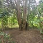 tree with multiple trunks