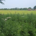 sheep in nettles