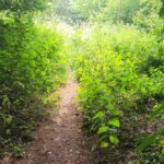 footpath surrounded by greenery and sunshine