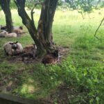 sheep under a tree