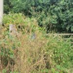 bush covered sign to the orchard