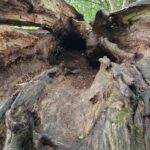 the insides of the fallen hollow tree