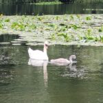 adult and young swan