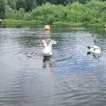 two swans