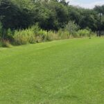 green grass of the meadows with a rabbit in the back ground