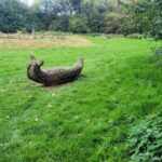 Giant wooden slug